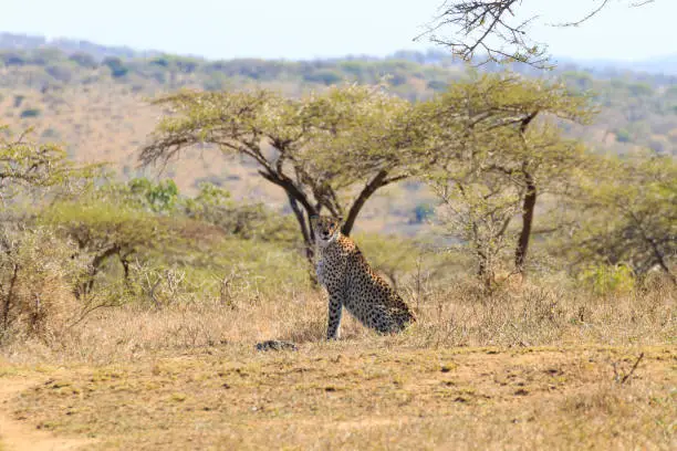 Cheetah close up from Hluhluwe–Imfolozi Park, South Africa. African wildlife. Acinonyx jubatus