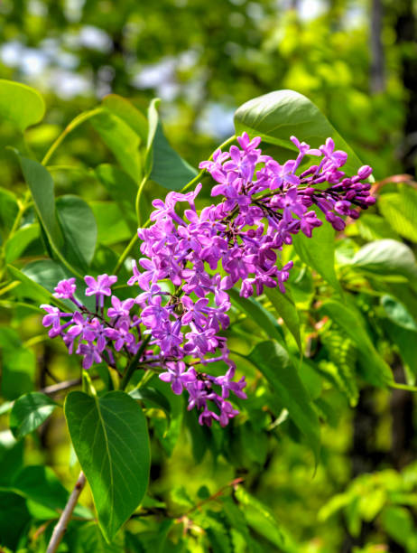 istock Beautiful Lilac flowers 673062852