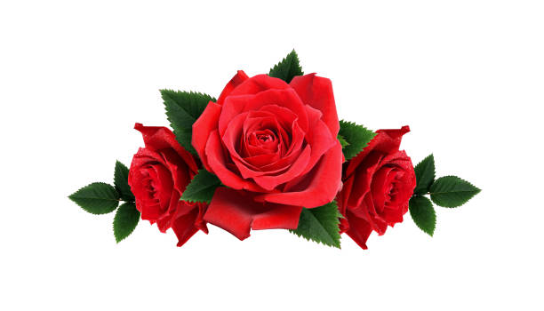 istock Red rose flowers arrangement 673066350