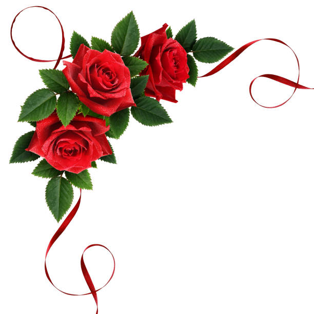 above view of bouquet of red roses isolated on white background