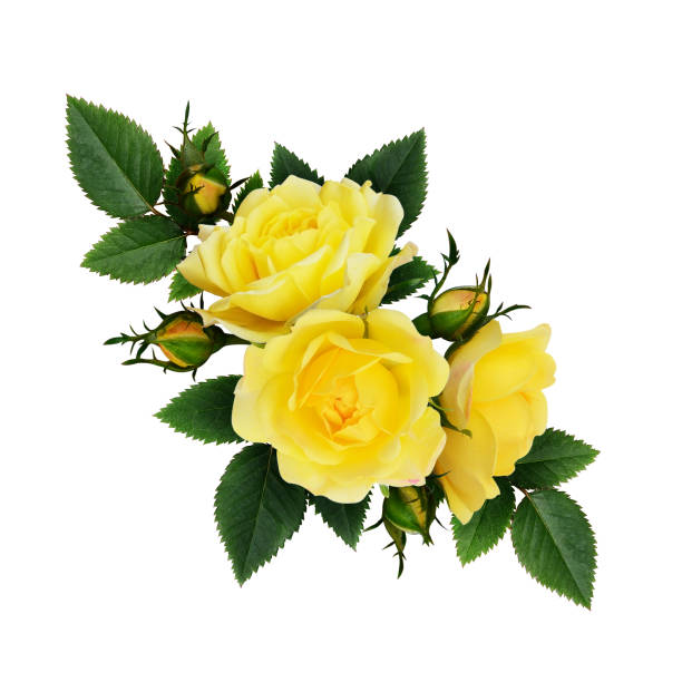 istock Yellow rose flowers composition 673066386