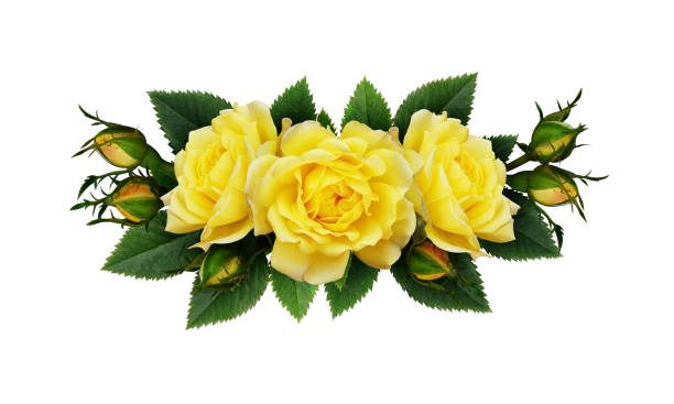 istock Yellow rose flowers arrangement 673066414