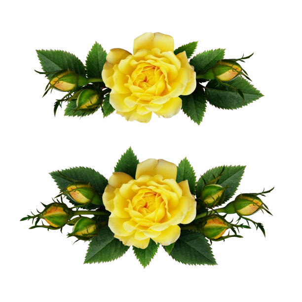 istock Yellow rose flowers arrangements 673066418