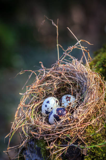 istock Little spotted eggs in straw nest 673066594