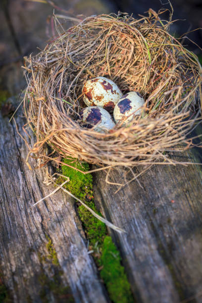 istock Three spotted quail eggs in hay nest on moss 673066808