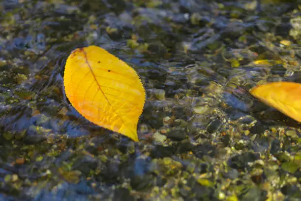 Fallen leaf Raceway