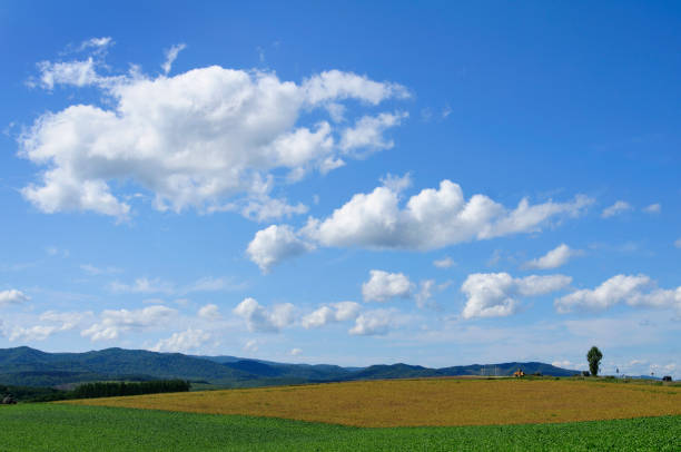 istock Field in Hokkaido, Japan 673068022