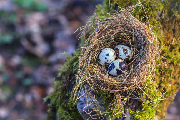 istock Little spotted eggs in straw nest 673069502
