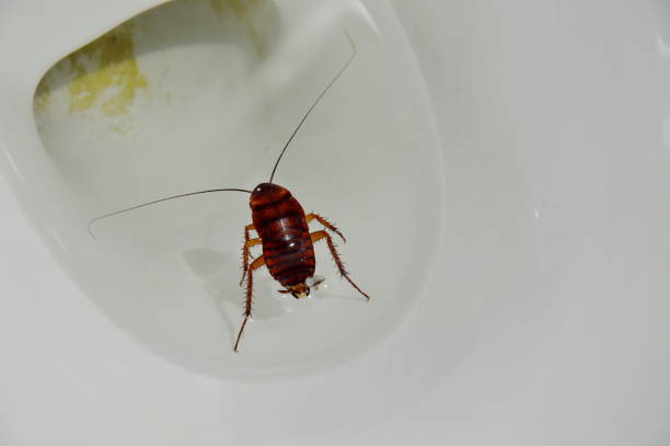 istock Australian cockroach breed drown in toilet sewer hole 673073658