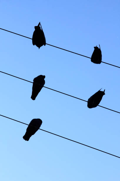 istock Silhouettes of pigeons sitting on electrical wires 673074230
