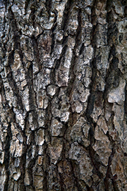 istock The bark of cinnamomum camphora 673074440