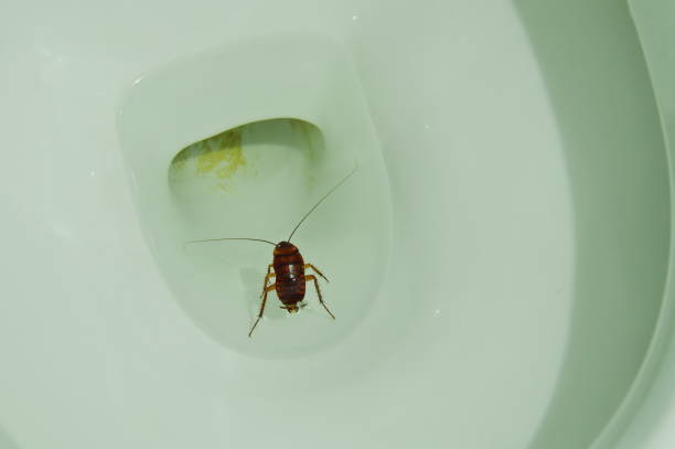 istock Australian cockroach breed floating in toilet sewer hole 673074670