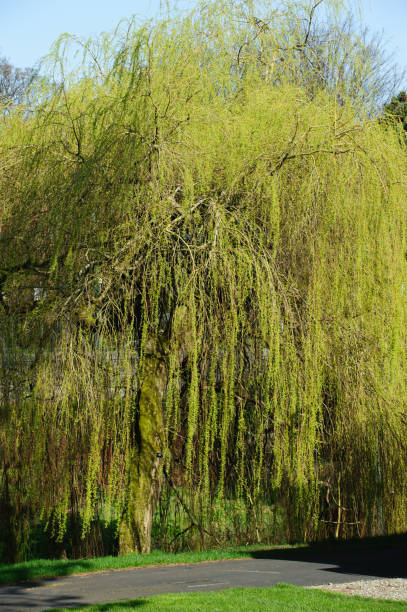 istock Botanical Garden In Dublin 673074784