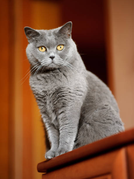 Gato pelicorto británico sentado en un armario - foto de stock