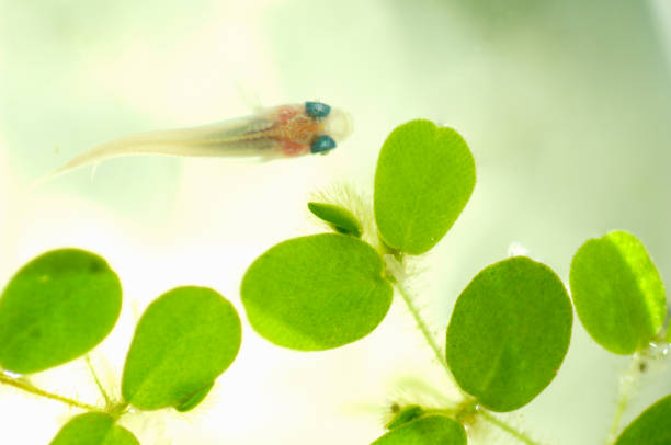 istock Medaka, oryzias latipes 673077796