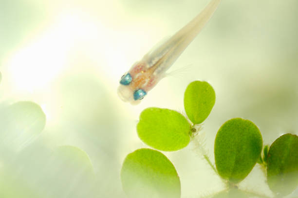 istock Medaka, oryzias latipes 673077814