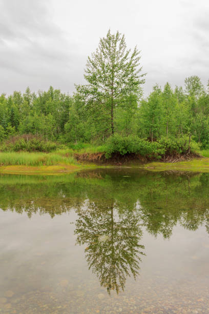 istock Spilling river in a green forest natural background 673078060