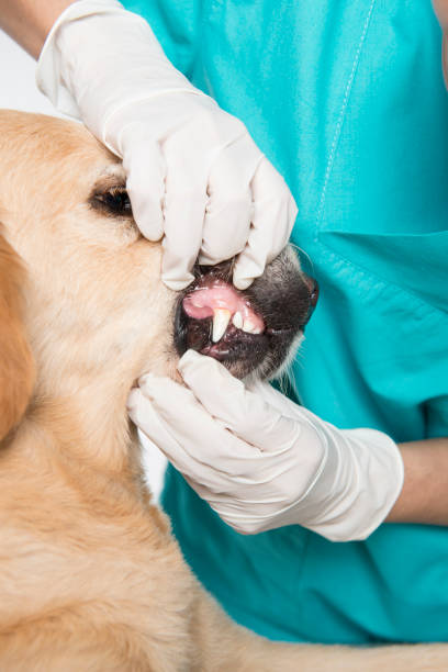 istock Veterinarian Examining a Dog 673078394