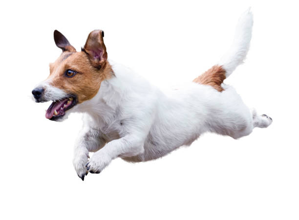 perro jack russell terrier corriendo y saltando aislado en blanco - terrier jack russell fotografías e imágenes de stock