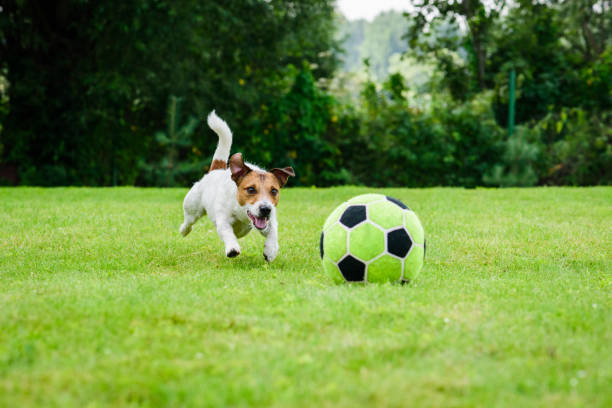 Funny dog playing with football (soccer ball) as forward player