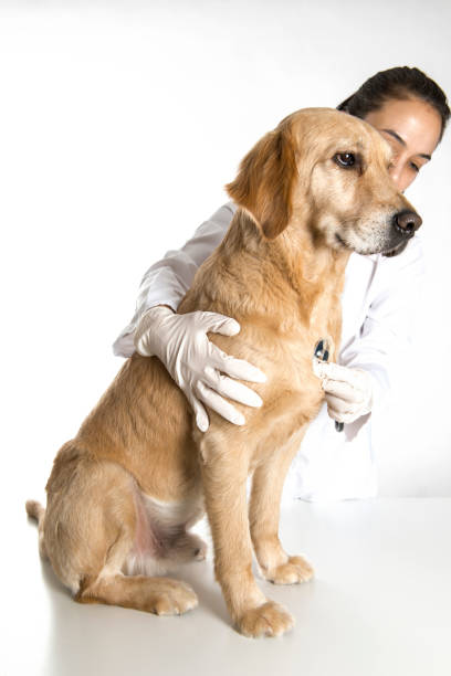 istock Veterinarian Examining a Dog 673083996