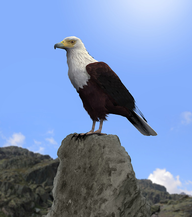 3D rendering of a majestic bald eagle stitting in the high mountains.