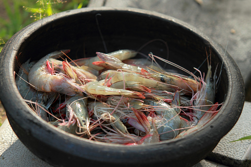 Selectively focused raw Shrimps on a Kerala style clay pot in outdoor