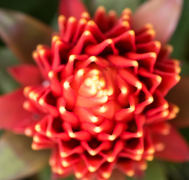 istock Idyllic Bromeliad Flower head blossom, delicate colorful plants 673087812