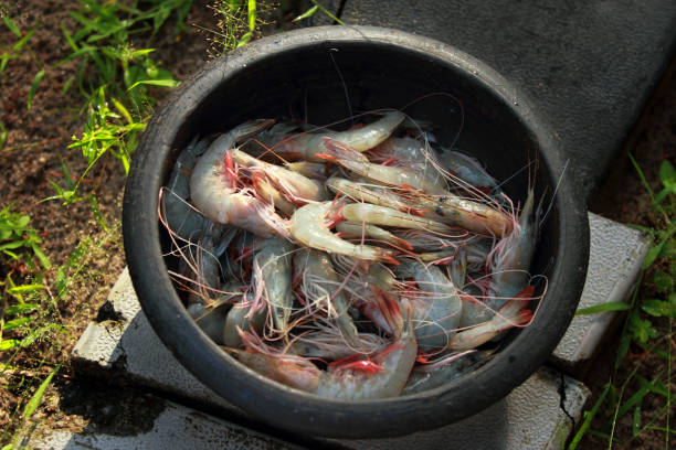 Selectively focused raw Shrimps on a Kerala style clay pot in outdoor