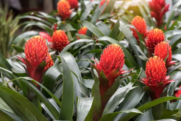 Photo of Idyllic Bromeliad Flower head blossom, delicate colorful plants