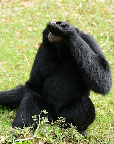 beautiful Siamang (Symphalangus syndactylus) sitting on ground