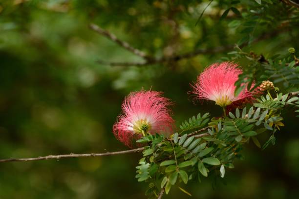 Raintree flower (Samanea saman (Jacg.) Merr. ) beautiful Raintree flower (Samanea saman (Jacg.) Merr. ) at Thai flower garden braintree massachusetts stock pictures, royalty-free photos & images