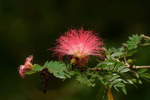 Raintree flower (Samanea saman (Jacg.) Merr. ) beautiful Raintree flower (Samanea saman (Jacg.) Merr. ) at Thai flower garden braintree massachusetts stock pictures, royalty-free photos & images