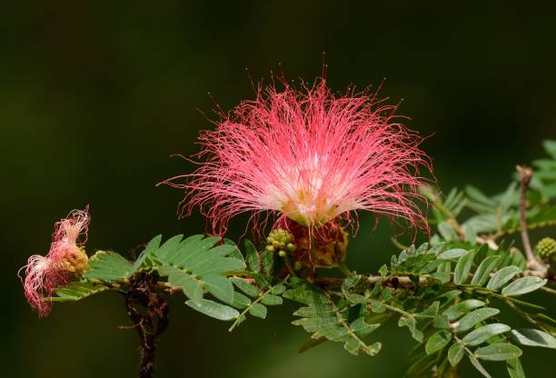 raintree blume (unternehmen saman (jacg.) geseg. ) - braintree massachusetts stock-fotos und bilder