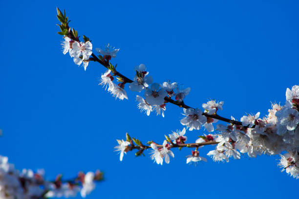 istock Branch of apricot tree with white flowers 673105234
