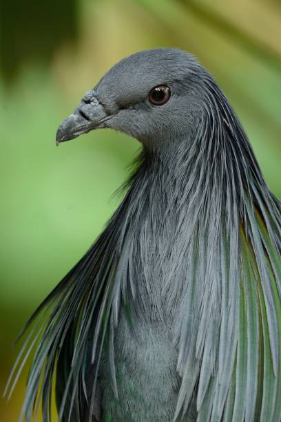 istock female Nicobar Pigion (Caloenas nicobarica) 673107892