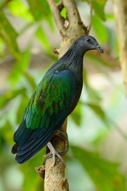 istock female Nicobar Pigion (Caloenas nicobarica) 673108332