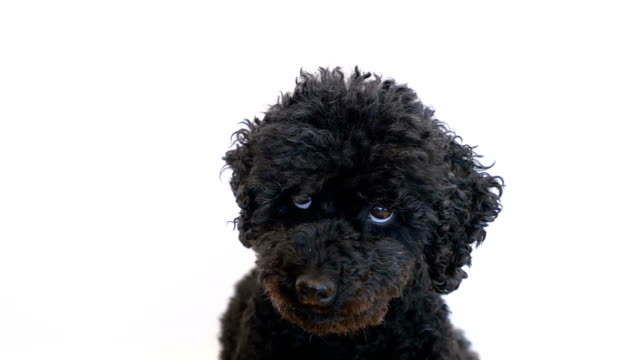 Dog (Poodle) is curling his eyes