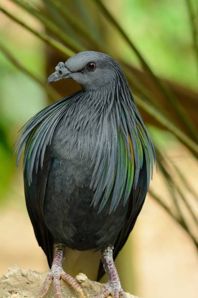 istock female Nicobar Pigion (Caloenas nicobarica) 673113874
