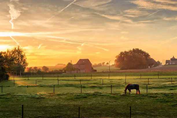 Horse grazing on a foggy morning at sunrise in orange sunbeams in rural landscape. Peaceful scene. Kortanaken, Flanders, Belgium, Europe