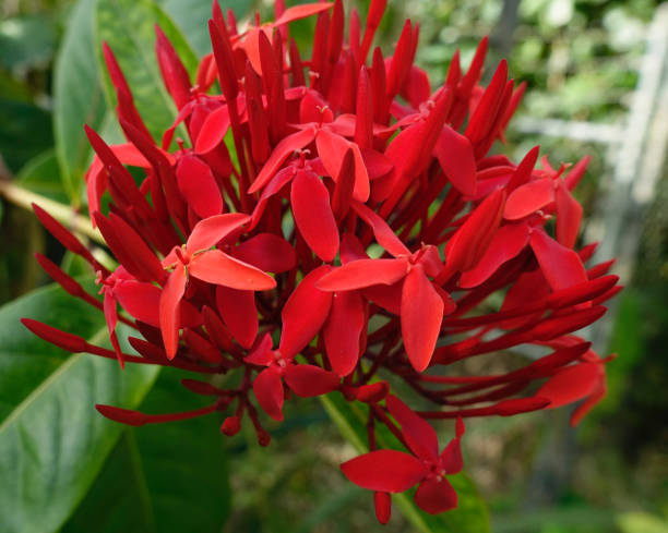 istock Tropical Red Flowers 673114282