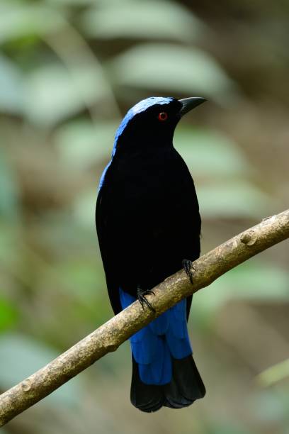 istock male Asian Fairy Bluebird (Irena puella) 673114456
