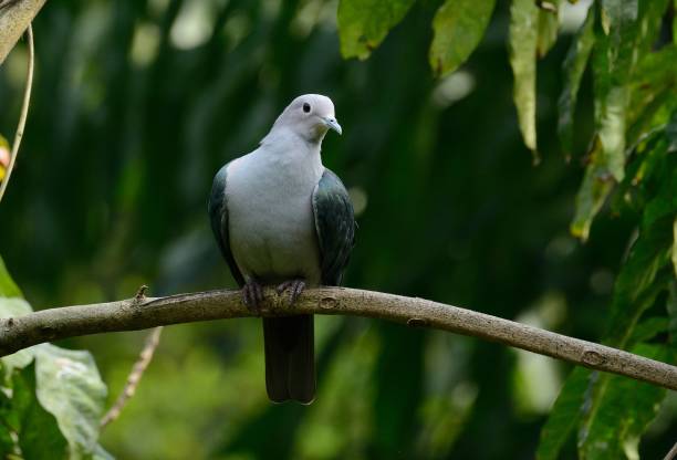 istock Green Imperial Pigeon (Ducula aenea) 673114534