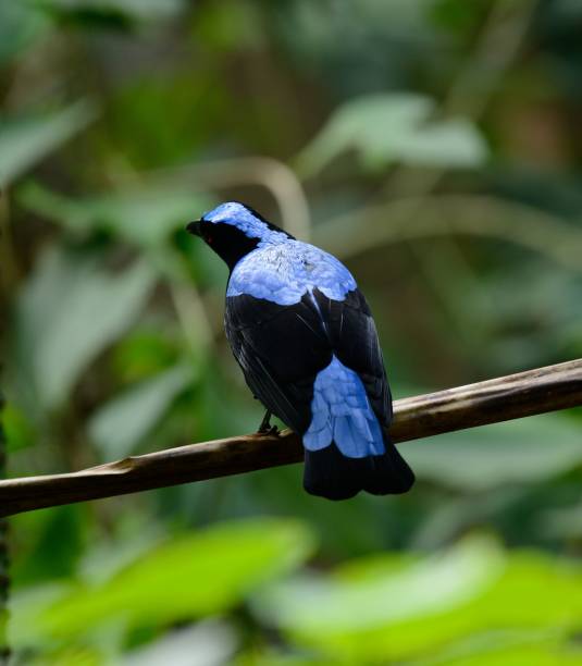 istock male Asian Fairy Bluebird (Irena puella) 673114624