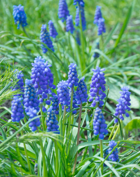 istock Spring garden lawn. Blooming hyacinths 673114898
