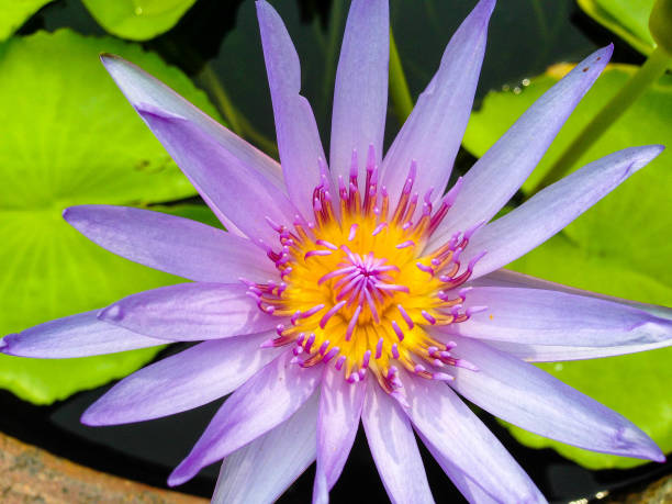 istock Purple Lotus flower 673123856