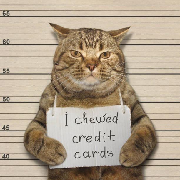 istock Cat chewed credit card 673123924