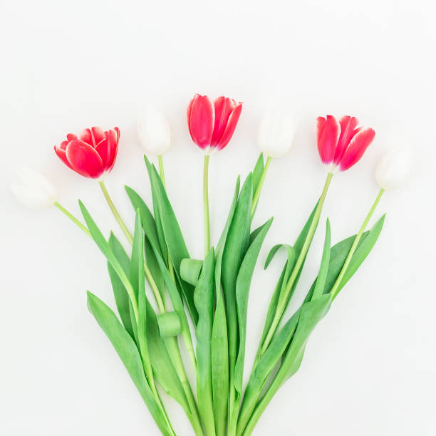 Flat lay shot of pink tulips