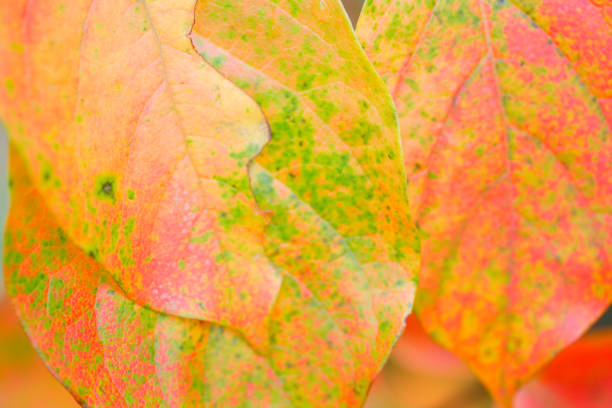 istock Leaves of persimmon leaves 673128652