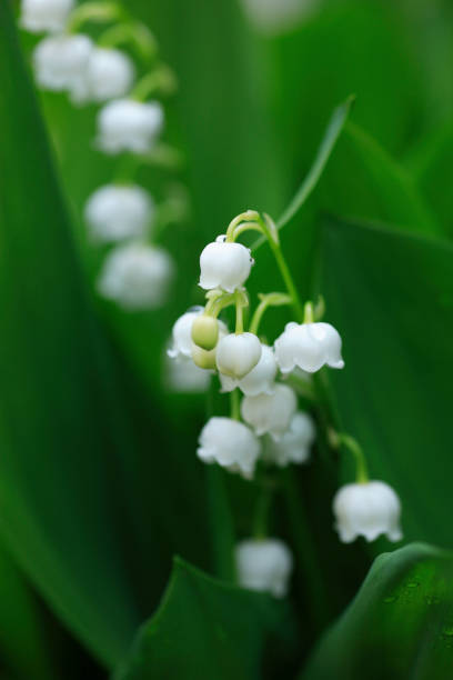 istock Lily of the Valley 673129170